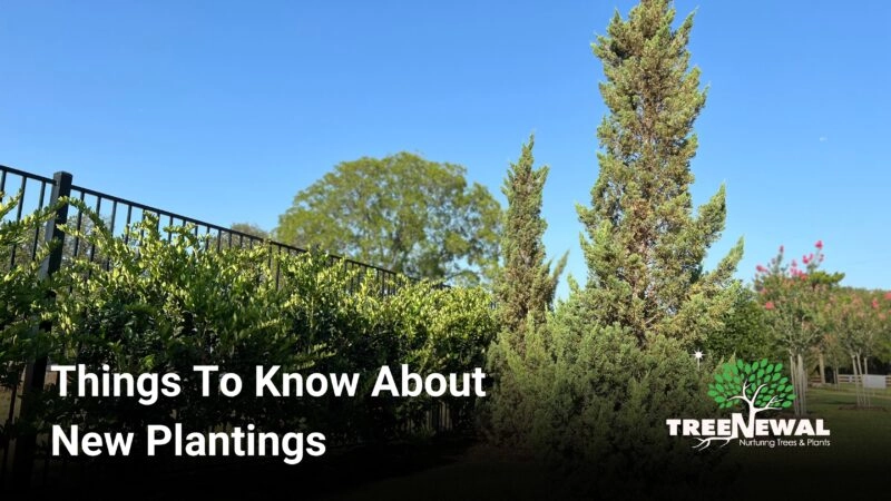 Things To Know About New Plantings