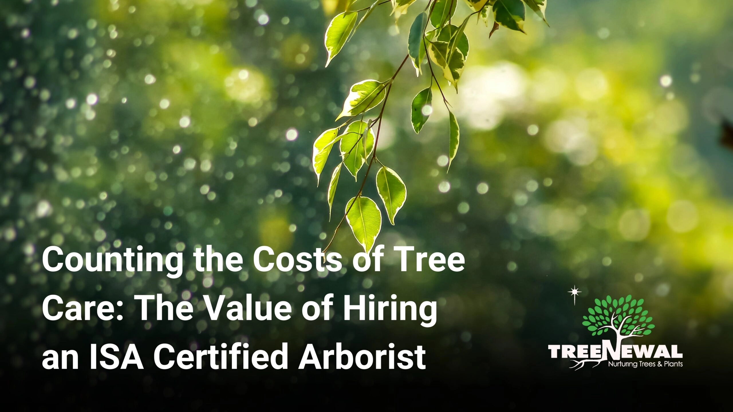 Counting the Costs of Tree Care: The Value of Hiring an ISA Certified Arborist