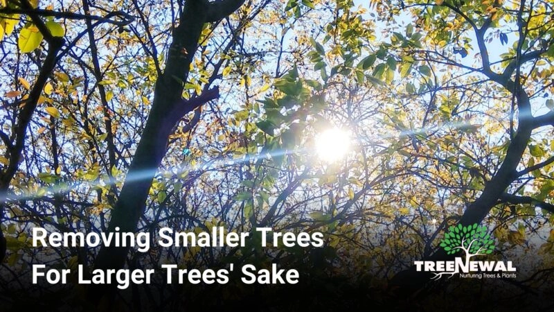 Removing Smaller Trees For Larger Trees' Sake