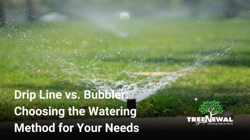 Drip Line vs. Bubbler: Choosing the Watering Method for Your Needs