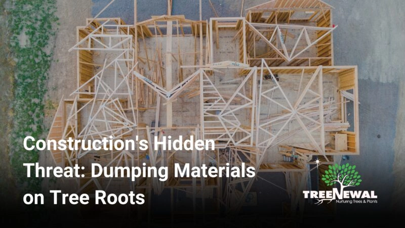 Construction's Hidden Threat: Dumping Materials on Tree Roots