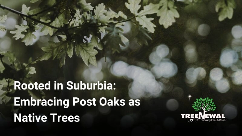 Rooted in Suburbia: Embracing Post Oaks as Native Trees