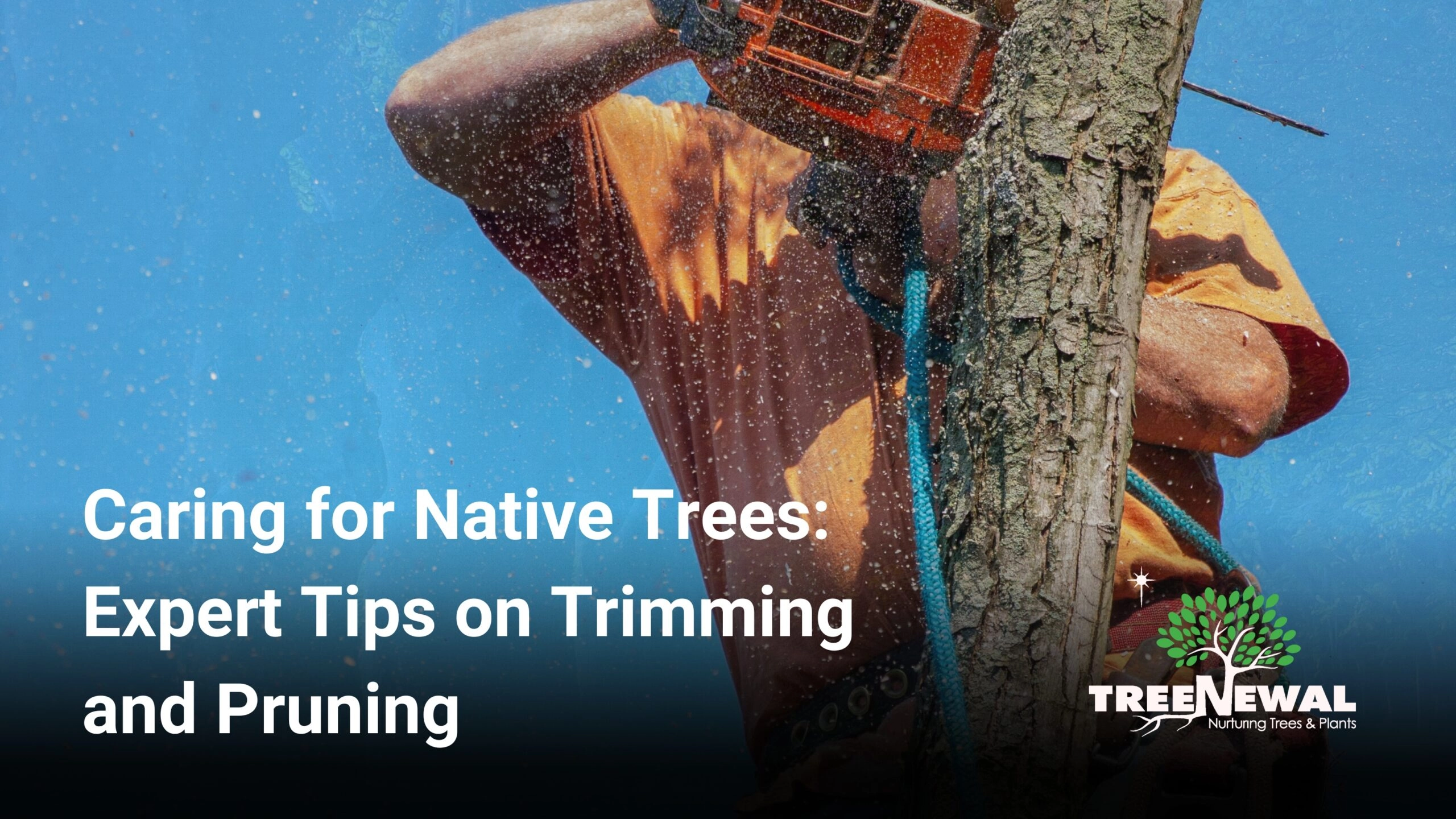 Caring for Native Trees: Expert Tips on Trimming and Pruning