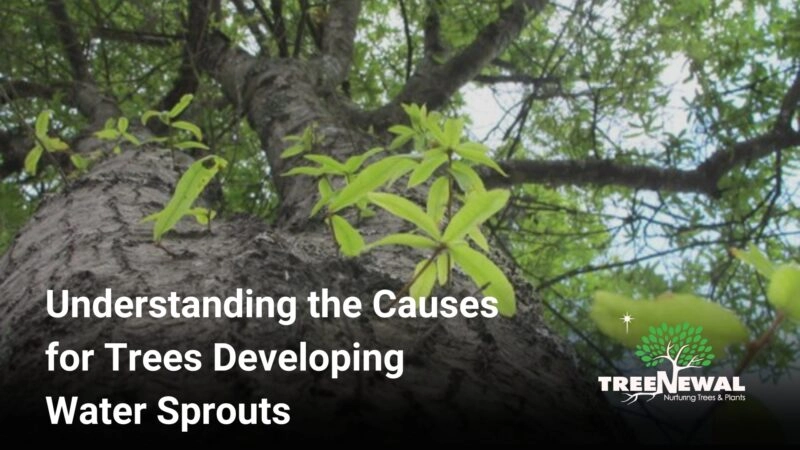 Understanding the Causes for Trees Developing Water Sprouts