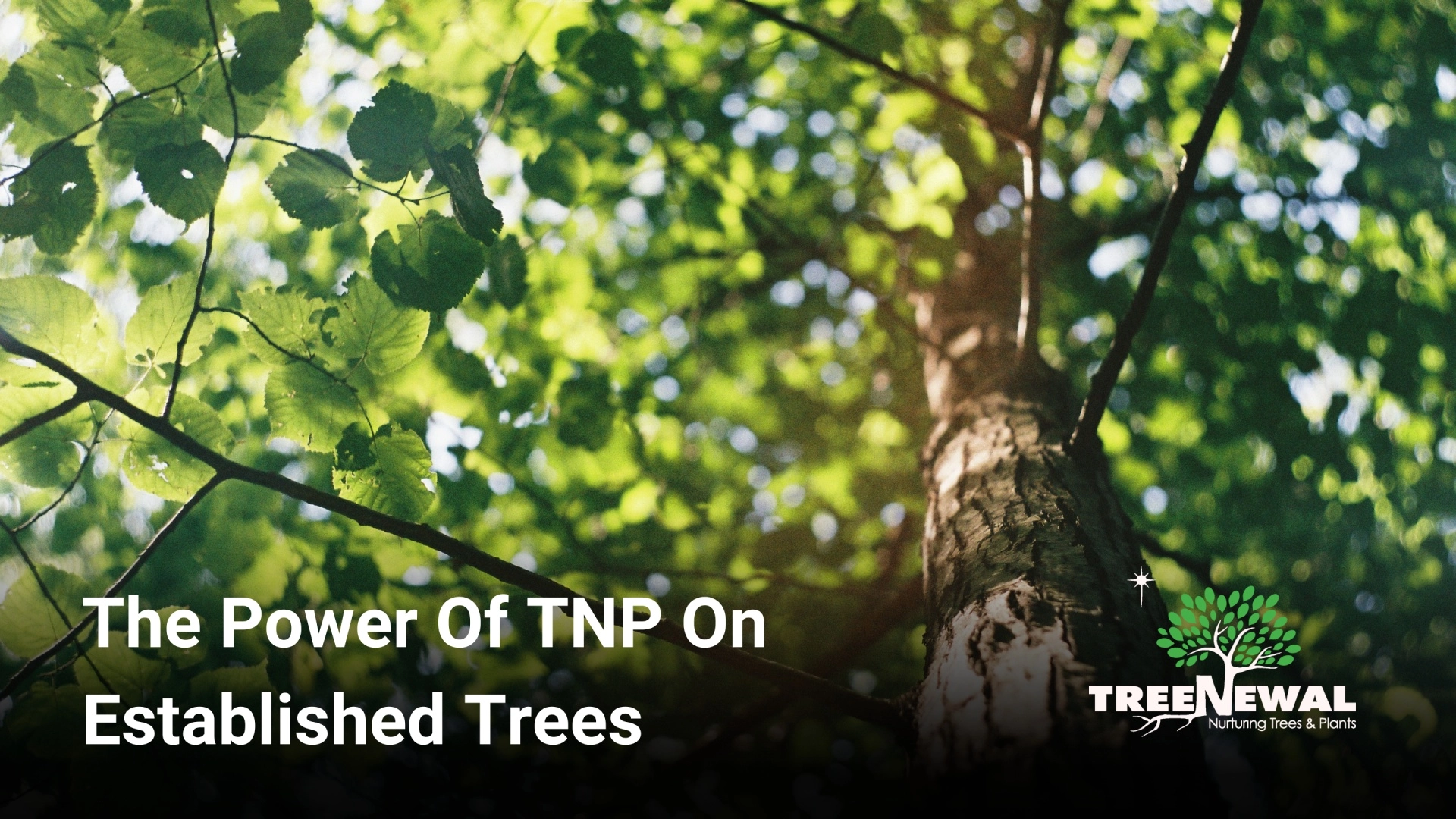 The Power Of TNP On Established Trees