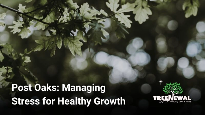 Post Oaks: Managing Stress for Healthy Growth