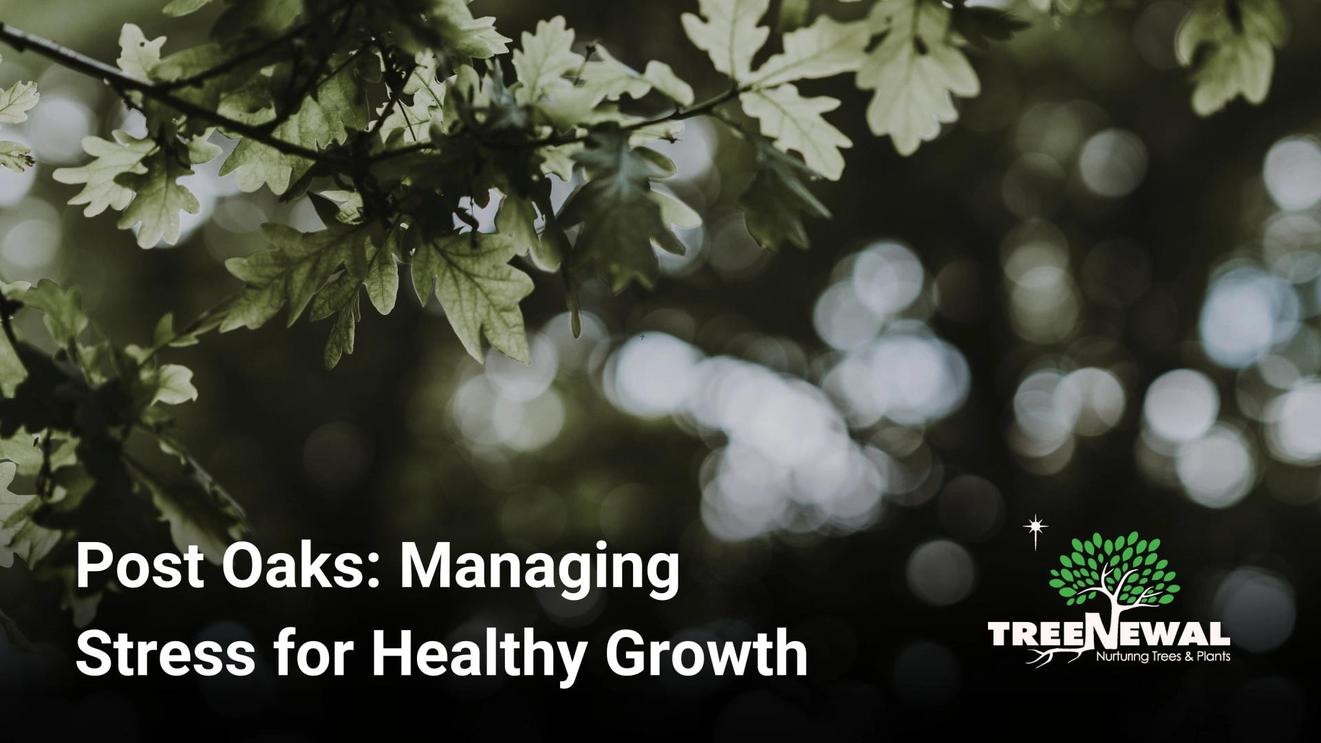 Post Oaks: Managing Stress for Healthy Growth