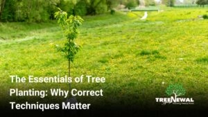 The Essentials of Tree Planting: Why Correct Techniques Matter