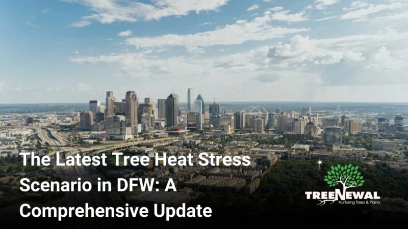 The Latest Tree Heat Stress Scenario in DFW: A Comprehensive Update