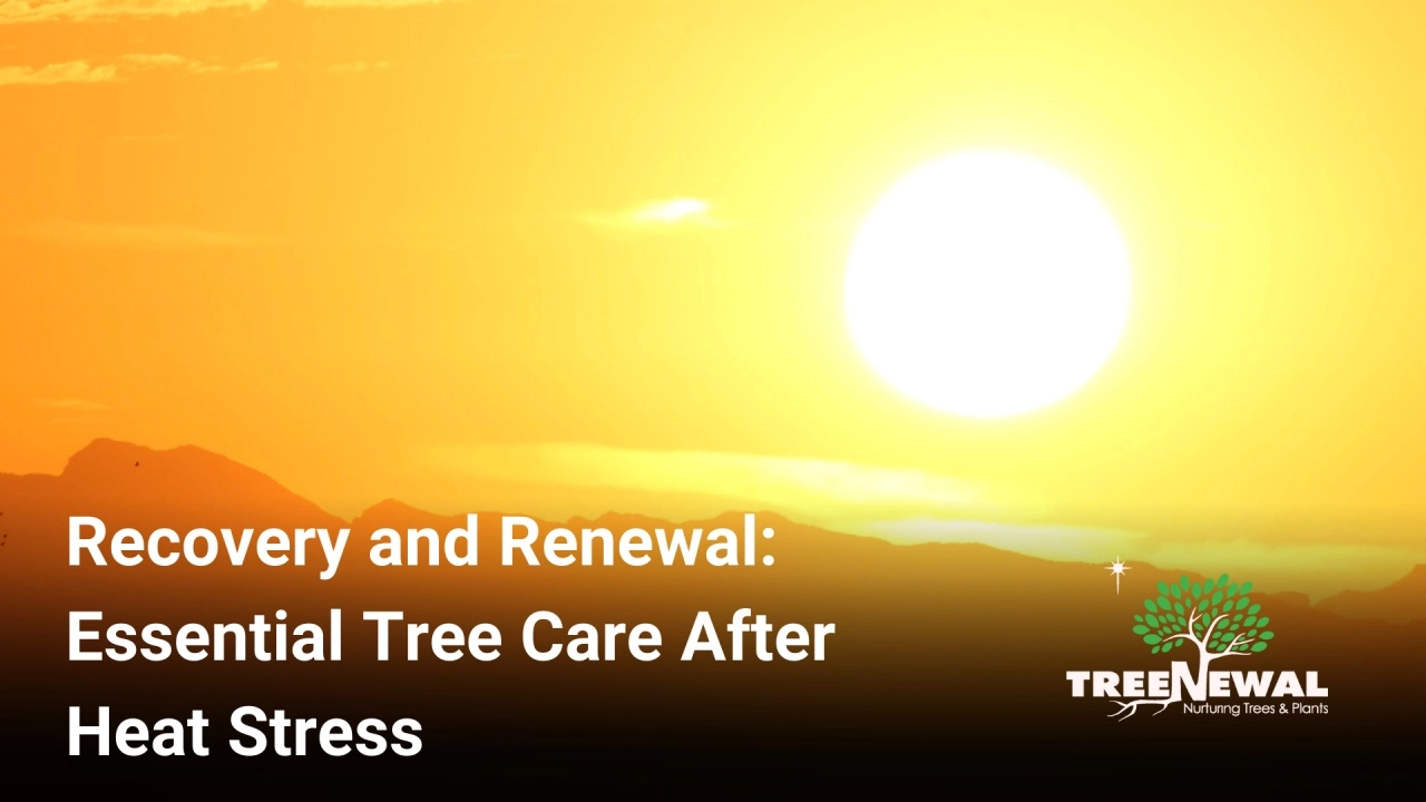 Recovery and Renewal: Essential Tree Care After Heat Stress
