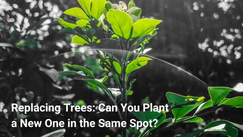 Replacing Trees: Can You Plant a New One in the Same Spot?
