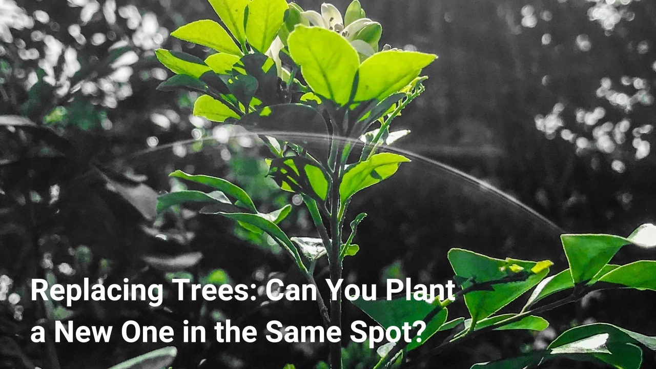 Replacing Trees Can You Plant a New One in the Same Spot? MarketScale