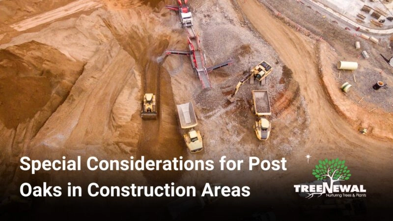 Special Considerations for Post Oaks in Construction Areas