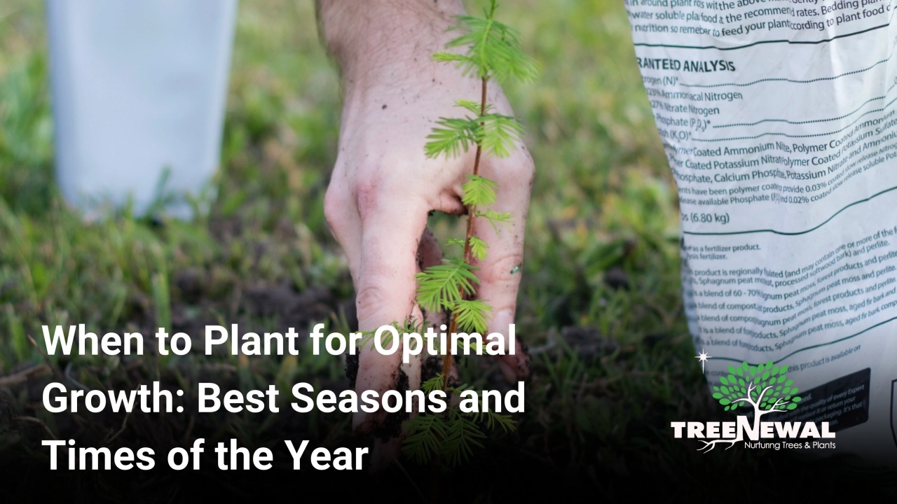 When to Plant for Optimal Growth: Best Seasons and Times of the Year