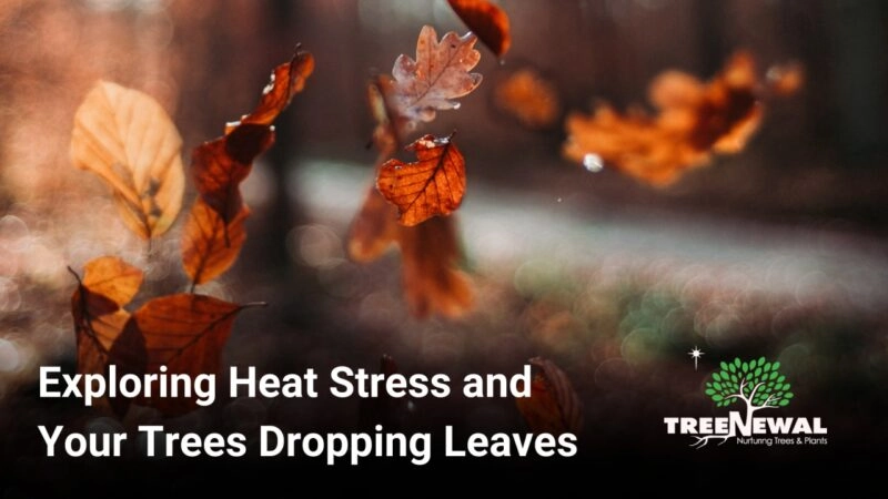 Exploring Heat Stress and Your Trees Dropping Leaves