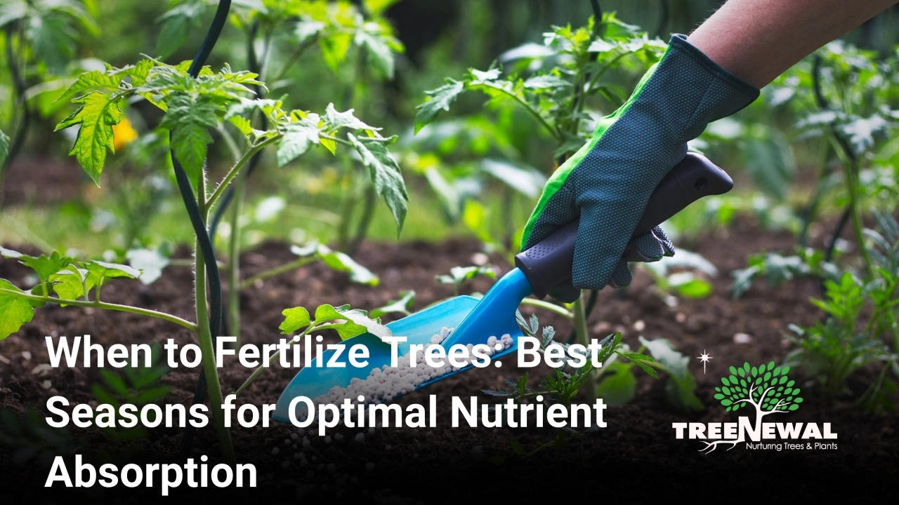 When to Fertilize Trees: Best Seasons for Optimal Nutrient Absorption
