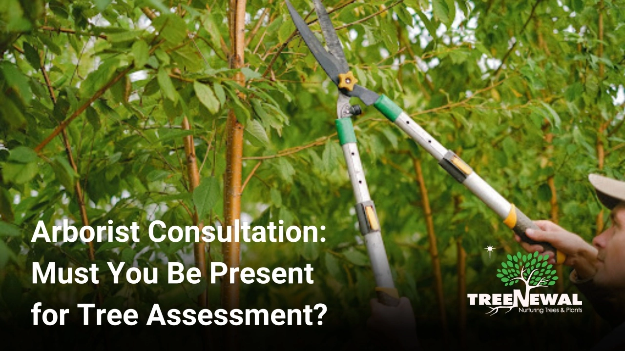 Arborist Consultation: Must You Be Present for Tree Assessment?