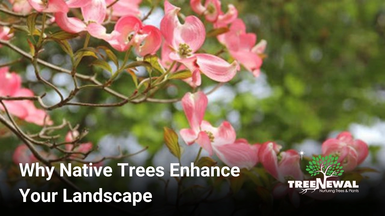 Why Native Trees Enhance Your Landscape