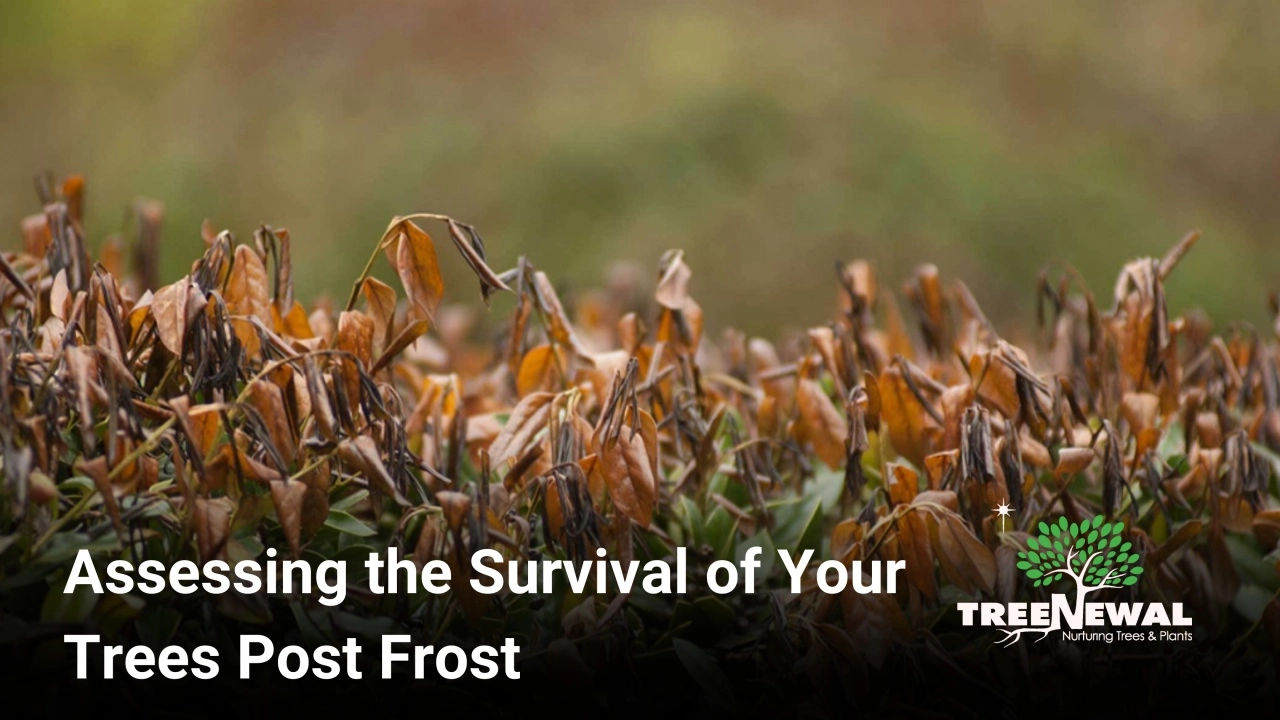 Assessing the Survival of Your Trees Post Frost