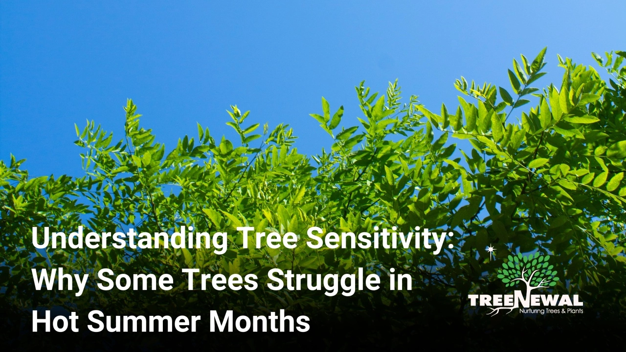Understanding Tree Sensitivity: Why Some Trees Struggle in Hot Summer Months