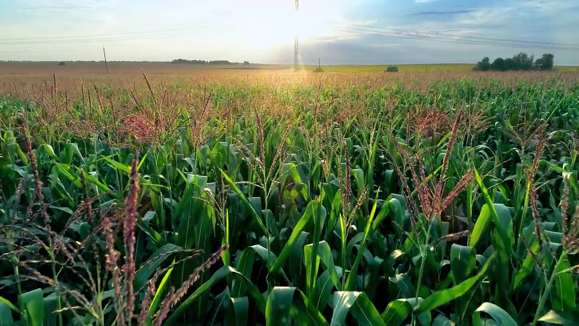 From Fields to Data Centers Applied Digital's Training Program